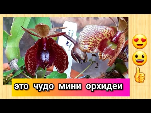 Видео: ОРХИДЕИ - Epidendrum kockii. Как нарастить корни - один из способов