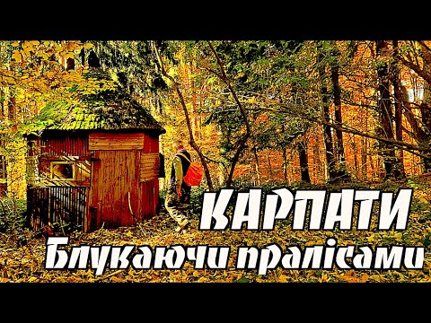 Видео: Карпати. Гуляю по диких місцях заповідника. Праліси. Мала Уголька. Полонина Манчул.