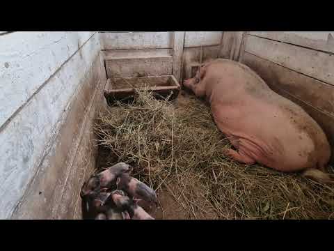 Видео: ОПОРОС СВИНОМАТКИ РЕКОРДСМЕНКИ😱, УЖЕ 27 ПОРОСЯТ РОДИЛА 🐖🐖🐖🐖🐖🐖🐖🐖🐖🐖🐖🐖🐖🐖🐖🐖🐖🐖🐖🐖🐖🐖🐖🐖🐖🐖🐖В ЭТОМ ГОДУ 😱