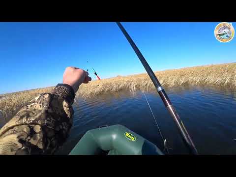 Видео: 9 октября 24 год рыбалка на карася с # утра# на водоёме за шахта #Абайская#