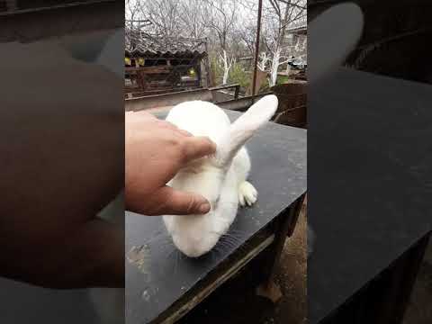 Видео: Як виглядають кролі породи термондська біла.