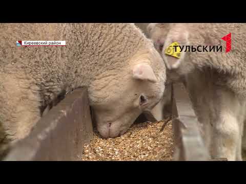 Видео: В Тульской области выращивают овец редкой ташлинской породы