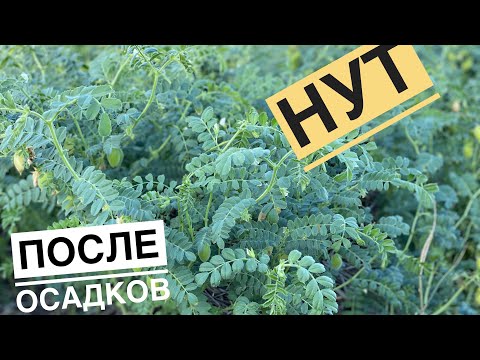 Видео: Осмотр нута