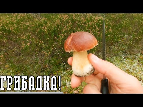 Видео: ГРИБЫ 2025. ЛАТВИЯ. КОЛКА.