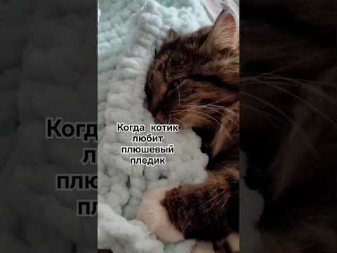 Видео: Плед Ализе Пуффи тест-драйв котом #вязание #crochet #handmade #кот #котики