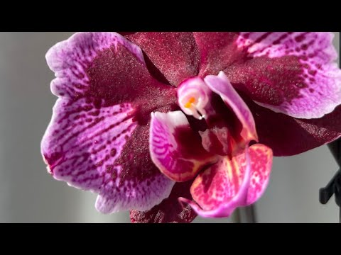 Видео: Орхидеи бабочки 🦋Конец октября 2022. Бабочки  Wellness, Anke, Montpellier 💙💛