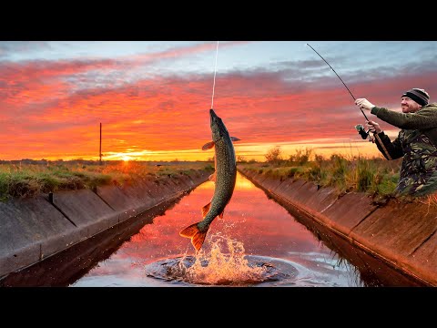 Видео: Приключения за ловлей щуки в болотистой местности — истории о триумфах и трофейной рыбе