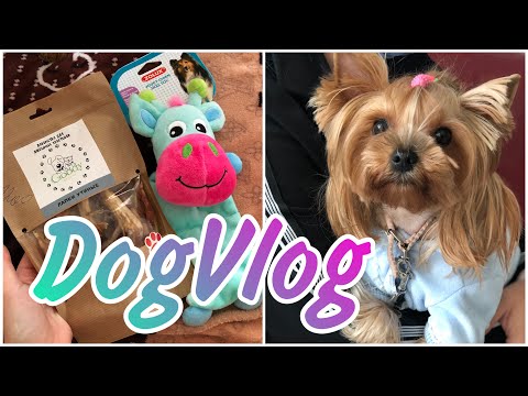 Видео: DogVlog: поехали на прививку, покупки из зоомагазина