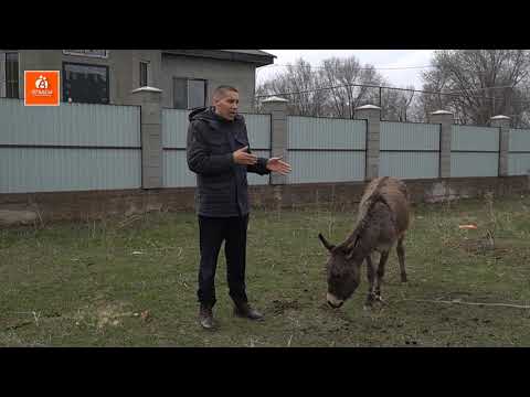 Видео: Есек неге арам