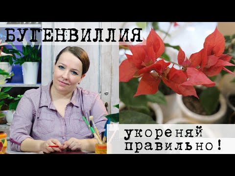 Видео: Укоренение бугенвиллии.