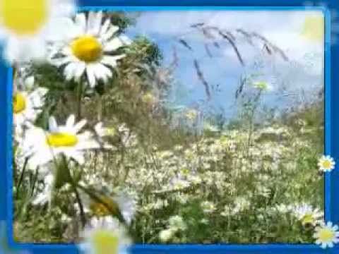 Видео: Кватро.Ромашковые поля