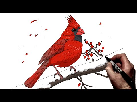 Видео: Как нарисовать кардинала | Шаг за шагом