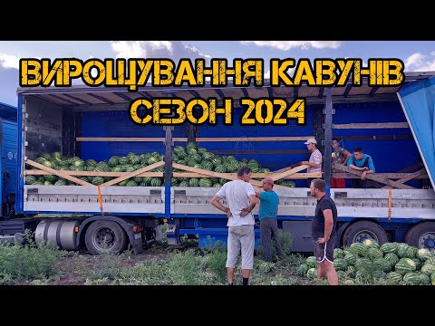 Видео: Кавуни та дині. Сезон 2024. 🍉🍉