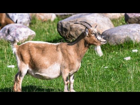 Видео: Камерун сүтті ешкісінің сипаттамасы. Камерунская дойные козы. Comeroon goats.