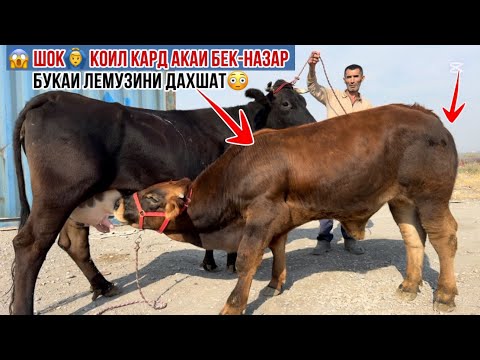 Видео: 4-сар ОЧА БАЧАИ ДАХШАТ АЗ АКАИ БЕК-НАЗАР 9 октября 2025 г.
