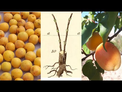 Видео: Орук улоо. Как правильно  прививать абрикос по каре #кыйыштыруу