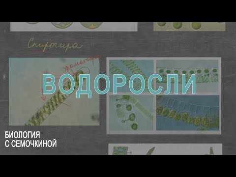 Видео: Водоросли