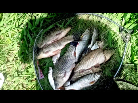 Видео: Семейная рыбалка на реке Дон 26.05.2017