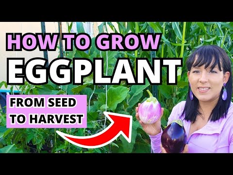 Видео: Полное руководство по выращиванию баклажанов: от семян до урожая #баклажан #сад #городскоесадовод...