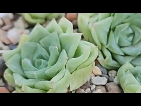 Видео: Суккуленты из китайской закупки через 3 месяца