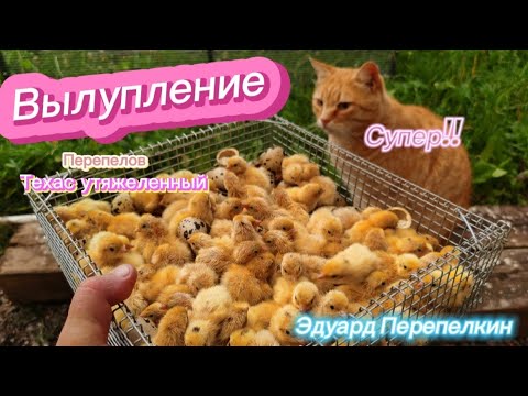 Видео: Вылупление перепелов, на максимум👍👍👍 Не куда сажать, надо строить быстро брудер и клетки.