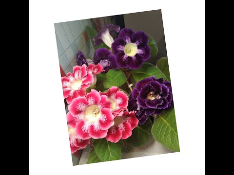 Видео: #158Красота! Клубни глоксинии просыпаются, семена всходят!