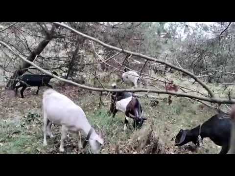 Видео: Що Ігор найшов в лісі 