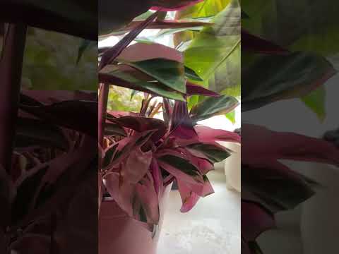 Видео: Варшевича зацвела во второй раз. Прелесть #plants #сад #растения