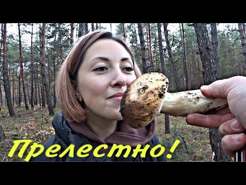 Видео: Грибалка что надо! Подлохматились нормально.