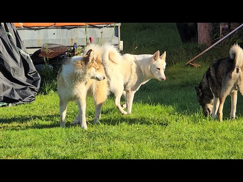 Видео: Перед работой с лайками 