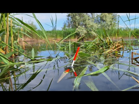 Видео: Травневий карасик на ПОПЛАВОК 2024. Трудова рибалка на поплавочну вудку весною. Дністер Маяки