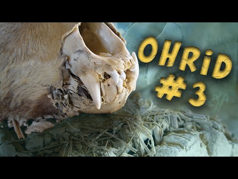 Видео: ОХРИД БЕЗ ЛИМИТ #3 (ZALIVOT NA KOSKITE)