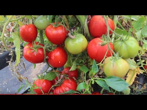 Видео: УРОЖАЙ ДО ЗИМЫ! 20.09.2019 Часть 2.