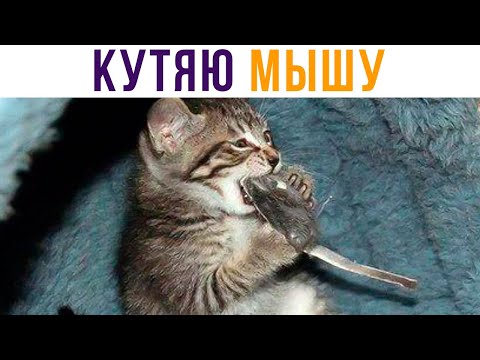 Видео: КУТЯЮ МЫШУ) Приколы | Мемозг #481