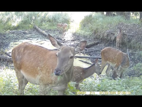 Видео: Олени (и не только) на фотоловушку возле лесной лужи