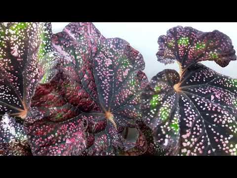 Видео: Бегония КМ-Тиара