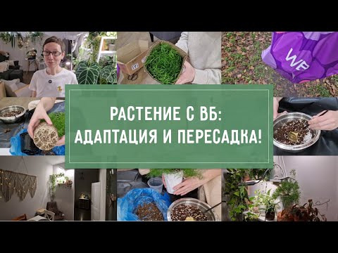 Видео: КУПИЛА растение на ВБ! УДАЧНАЯ покупка или деньги НА ВЕТЕР? Плюс АДАПТАЦИЯ нового растения!