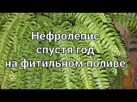 Видео: Нефролепис на фитиле спустя год