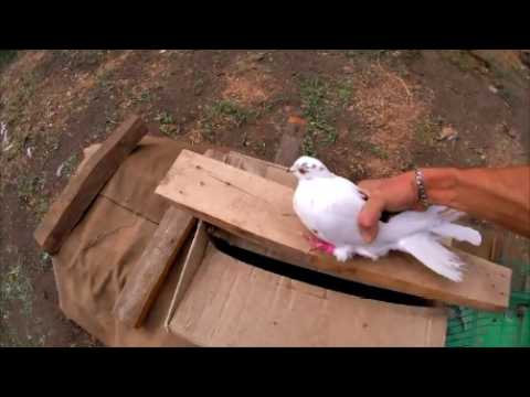 Видео: Голуби делаю накидку по вашим советам! Как полетят? Что это за голуби которые летают 2 месяца в году