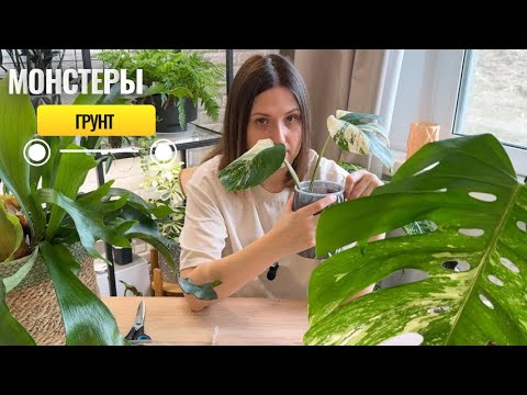 Видео: Монстера Альба. Грунт