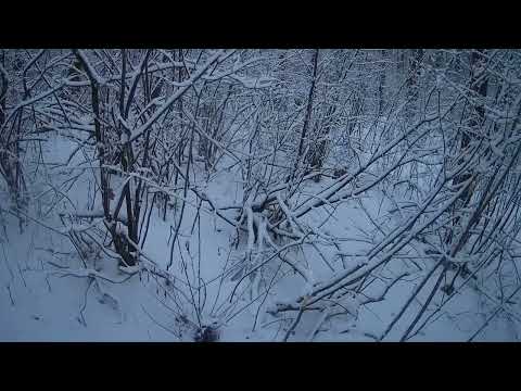 Видео: Добыл лисовина из под стайки гончих