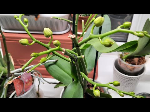 Видео: Делаю так.. Цветоносы отовсюду!!!