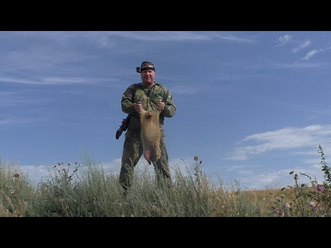Видео: Самая лучшая охота на сурка. Пули режут воздух и достигают цели. Добыты хорошие трофеи.