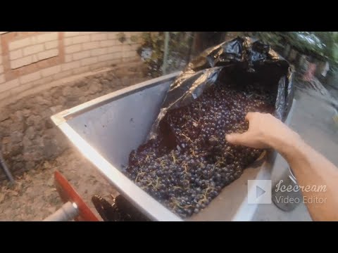 Видео: Саперави!!! сбор,переработка,мацерация часть1