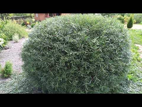 Видео: Стрижка кустарников! Ива Хакуро Нишики, ива пурпурная Нана!