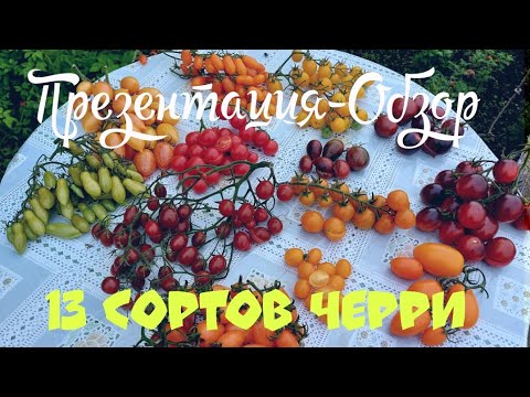 Видео: ПРЕЗЕНТАЦИЯ-ОБЗОР. 13 СОРТОВ ЧЕРРИ. Сентябрь 2025 год.