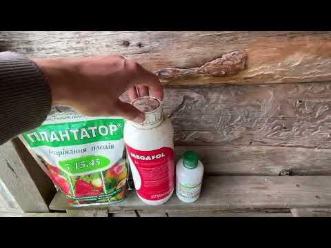 Видео: Зупини сіру гниль - врятуй полуницю!