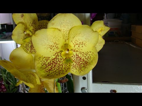 Видео: Орхидея Ванда - 1.Уход и полив. Фалинопсис, Мильтония, Дендробиум, Камбрия, Цимбидиум, Пафиопедилум.