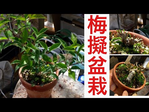 Видео: Хорошим материалом является псевдобонсай сливы в Yajimaen.