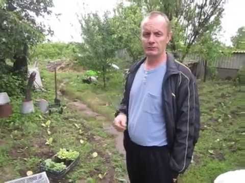 Видео: Посадка табака и сохранение от непогоды(Planting tobacco)